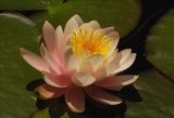 Nymphaea × marliacea