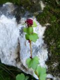 Saxifraga cernua