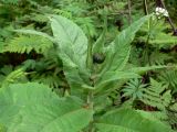 Cirsium helenioides. Верхушка растения с нераспустившимся соцветием. Пермский край, подножие Вогульского камня, смешанный лес, долина р. Жигалан. 30.06.2010.