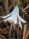 Pancratium maritimum. Цветок. Греция, Эгейское море, о. Крит, песчаный берег. 17.09.2014.