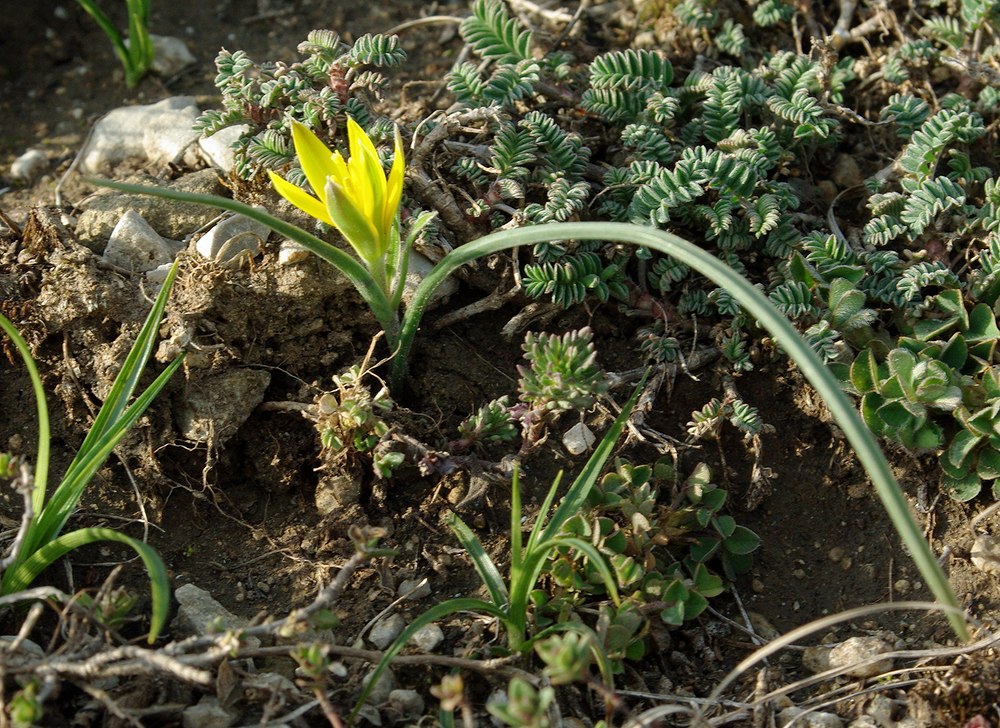 Image of Gagea alexeenkoana specimen.