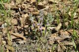 Ajuga multiflora