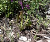 Orchis anatolica