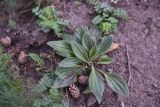 Plantago urvillei