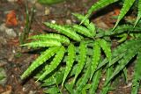 Pteris cretica