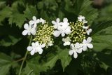 Viburnum opulus. Распускающееся соцветие. Карельский перешеек, окр. Сертолово, территория СНТ \"Поляна\". 12.06.2021.