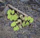 Salvinia natans. Плавающее спороносящее растение. Татарстан, Агрызский р-н, с. Красный Бор, Воткинское водохранилище, мелководье. 30.09.2023.