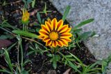 Gazania × hybrida. Цветущее растение. Грузия, Аджария, Батумский ботанический сад, в культуре. 16.06.2023.