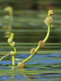 Sparganium gramineum. Надводные части соцветия в цвету. Ленинградская обл., Всеволожский р-н, окр. дер. Юкки, юго-вост. берег оз. Тохколодское; Sparganietum в литоральной зоне — популяция гибрида-полусироты Sparganium × longifolium, с меньшим участием S. gramineum, в 10 м от уреза воды, песчано-торфянистое дно на глубине около 100 см. 12 августа 2022 г.