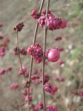 Symphoricarpos orbiculatus