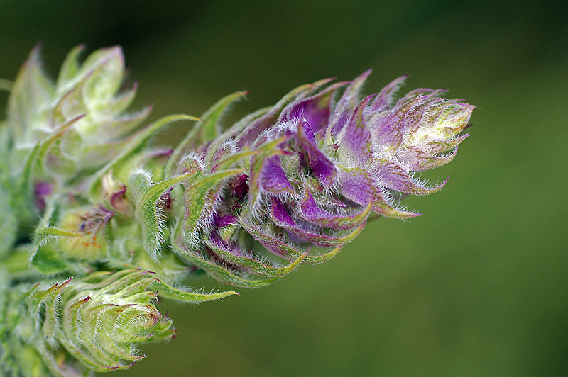 Изображение особи Salvia sclarea.