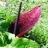 Arum palaestinum