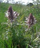 Pedicularis olgae