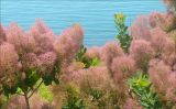 Cotinus coggygria