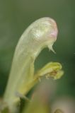 Pedicularis songarica