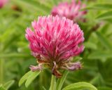 Trifolium alpestre. Соцветие. Украина, Донецкая обл., Володарский р-н, заповедник \"Каменные могилы\". 02.06.2012.