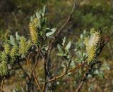 Salix lapponum