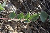 Astragalus megalomerus. Лист. Южный Казахстан, хр. Боролдайтау, ущ. Кокбулак. 24.04.2012.