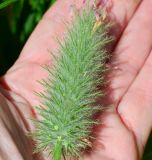 Trifolium purpureum