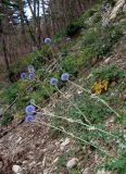 Echinops armatus. Цветущие растения. Крым, окр. Ялты, гора Лапата, сосновый лес. 27 июля 2013 г.