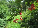 Berberis vulgaris