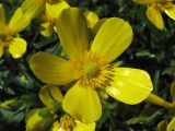 Ranunculus cortusifolius