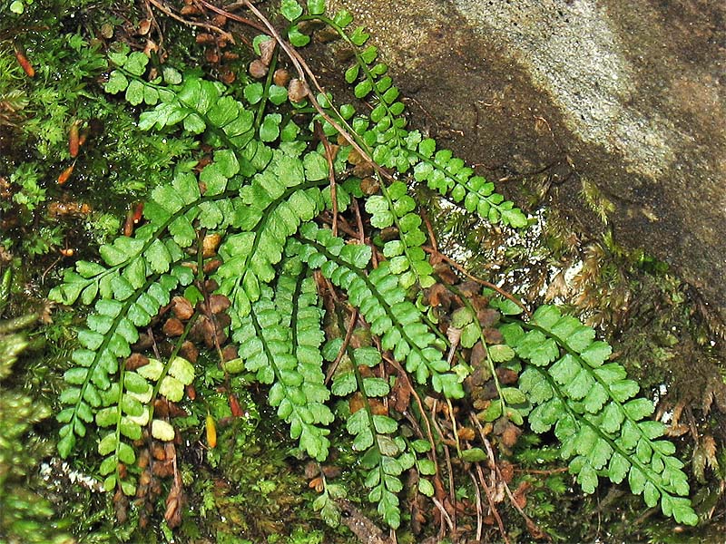 Изображение особи Asplenium viride.