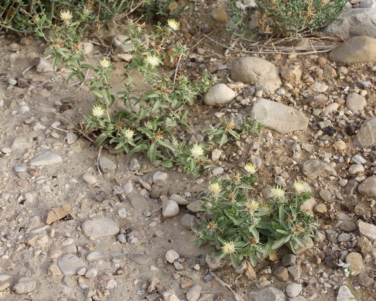 Изображение особи Centaurea pallescens.