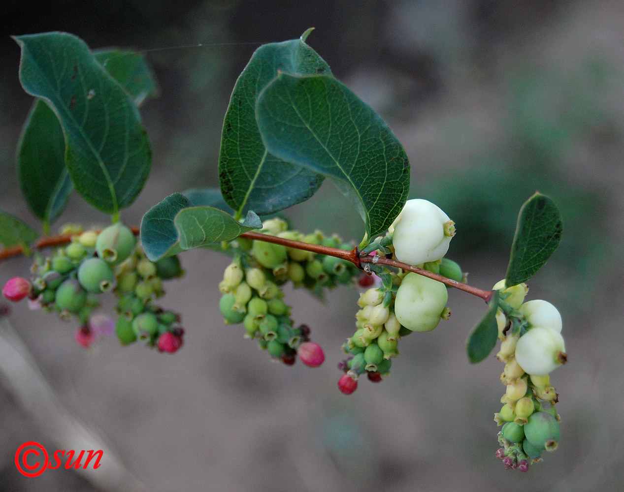 Image of Symphoricarpos albus var. laevigatus specimen.