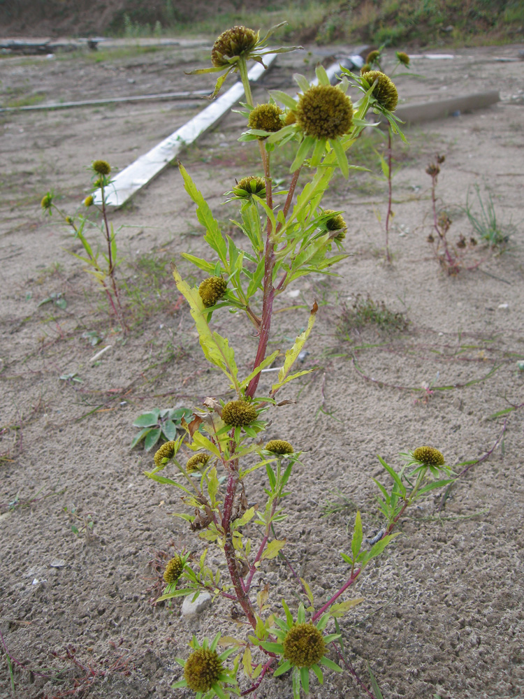 Изображение особи Bidens radiata.