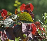 род Corylus