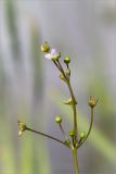 Alisma plantago-aquatica. Соцветие. Ленинградская обл., Кургальский заказник, берег Финского залива, мелководье. 17.08.2014.