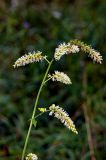 Cimicifuga foetida. Верхушка растения с соцветиями. Хакасия, окр. с. Таштып. Начало августа 2009 г.