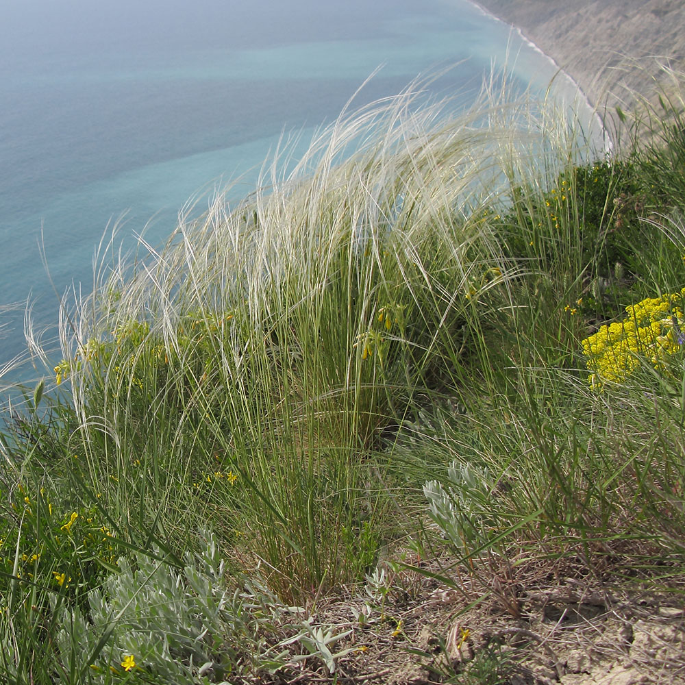 Изображение особи Stipa lessingiana.