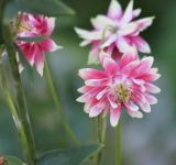 Aquilegia разновидность stellata