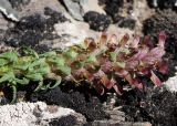 Pedicularis alberti. Соцветие. Кыргызстан, Нарынская обл., левый берег долины р. Нарын, окр. с. Таш-Башат. 28.04.2015.