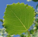 Populus tremula