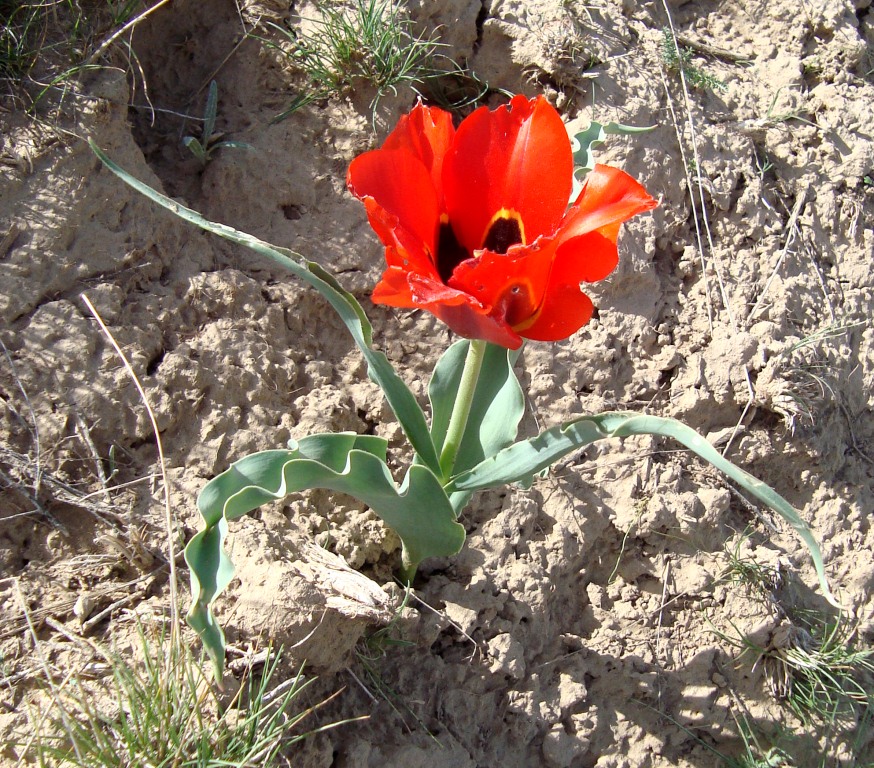 Изображение особи Tulipa kuschkensis.
