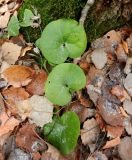 Asarum europaeum. Листья. Московская обл., окр. Электрогорска, смешанный (с преобладанием осины) лес. 03.11.2014.