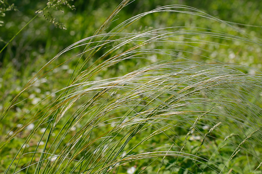 Изображение особи Stipa pennata.