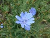 Cichorium intybus