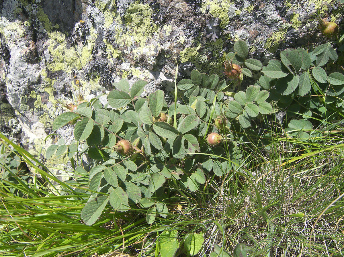 Изображение особи Rosa pubicaulis.