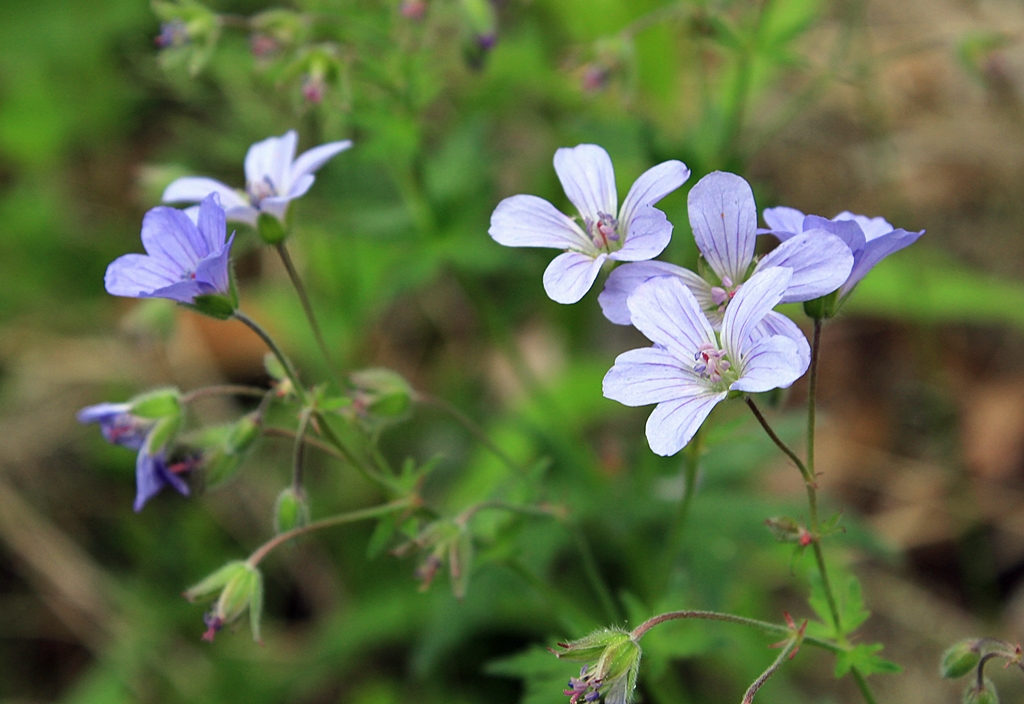 Изображение особи Geranium pseudosibiricum.