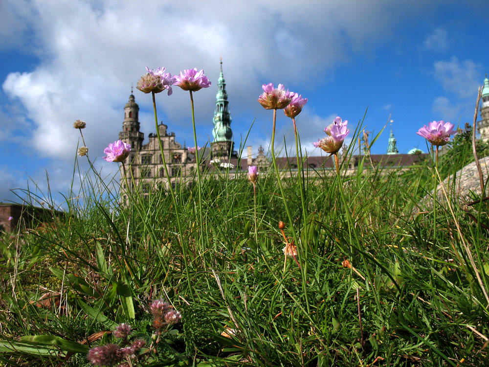 Изображение особи Armeria maritima.