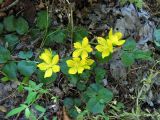 Lysimachia nummularia