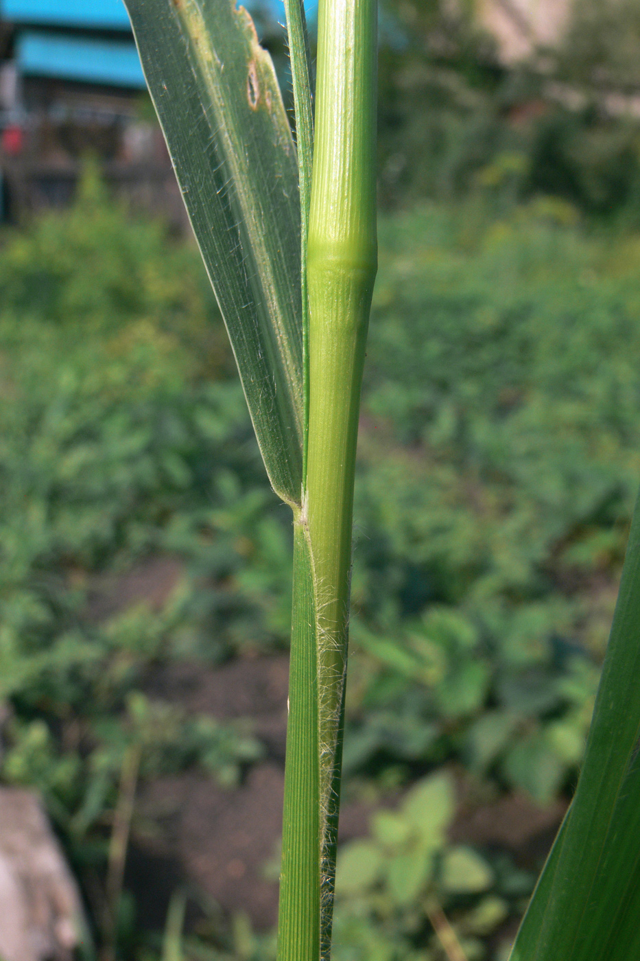 Изображение особи Echinochloa crus-galli.