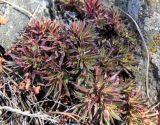 Saxifraga spinulosa. Вегетативные побеги. Республика Бурятия, окр. г. Улан-Удэ, дол. р. Верхняя Берёзовка, каменистый склон в сосновом лесу. 01.04.2017.