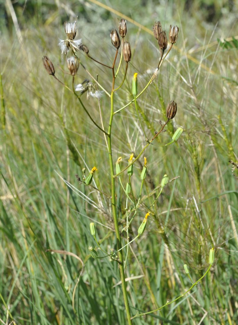 Изображение особи Crepis pulchra.