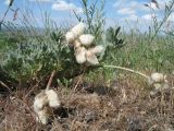 Astragalus nikitinae