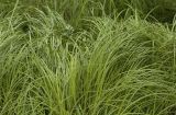 Carex cryptocarpa